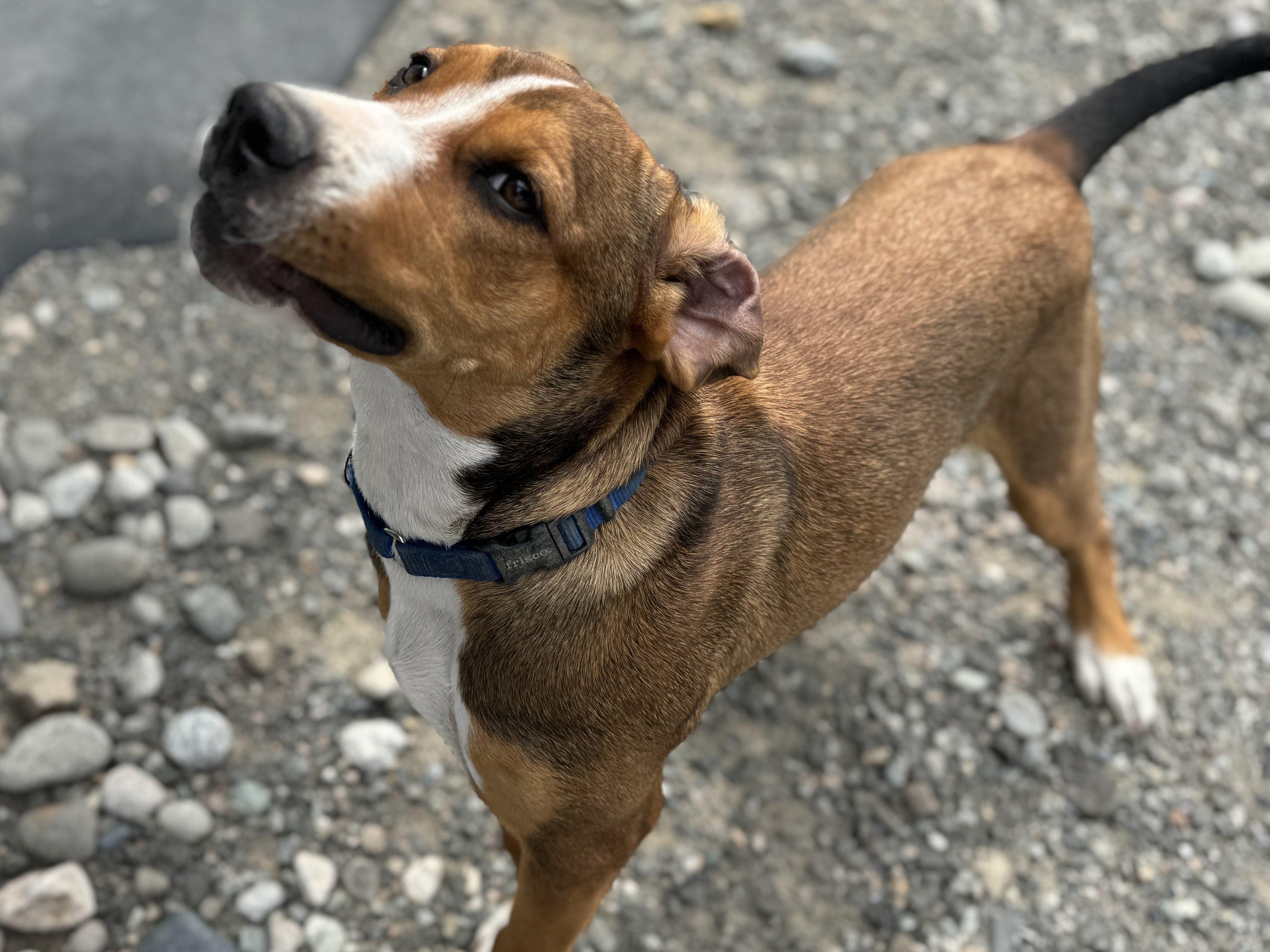 Francesca, an adoptable Hound, Mixed Breed in Republic, WA, 99166 | Photo Image 5