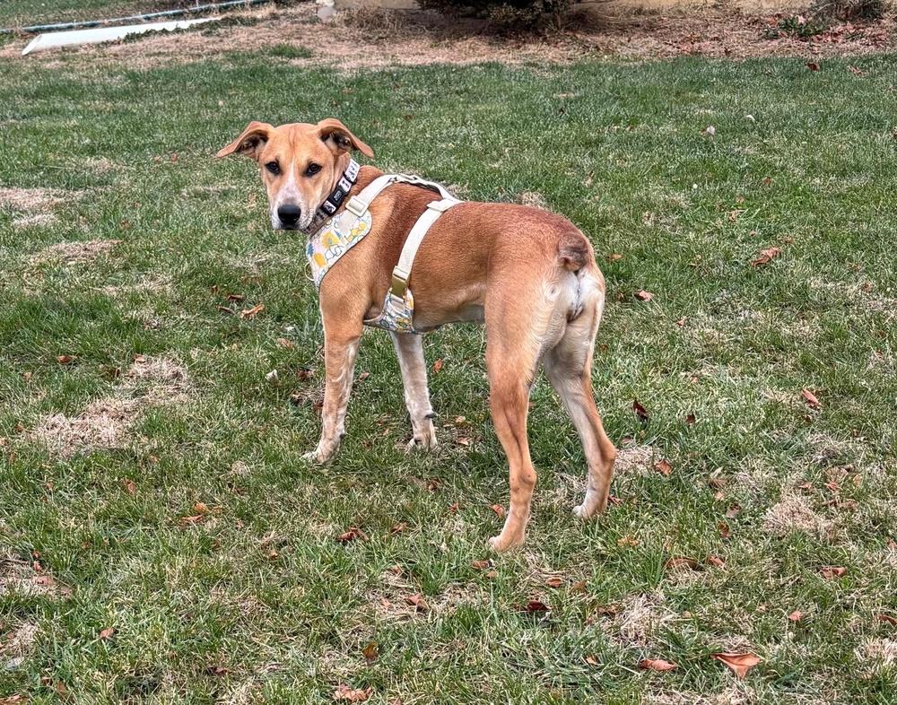 Bridget - B litter, Adoptable, Puppy Female Hound & Australian Cattle Dog / Blue Heeler.