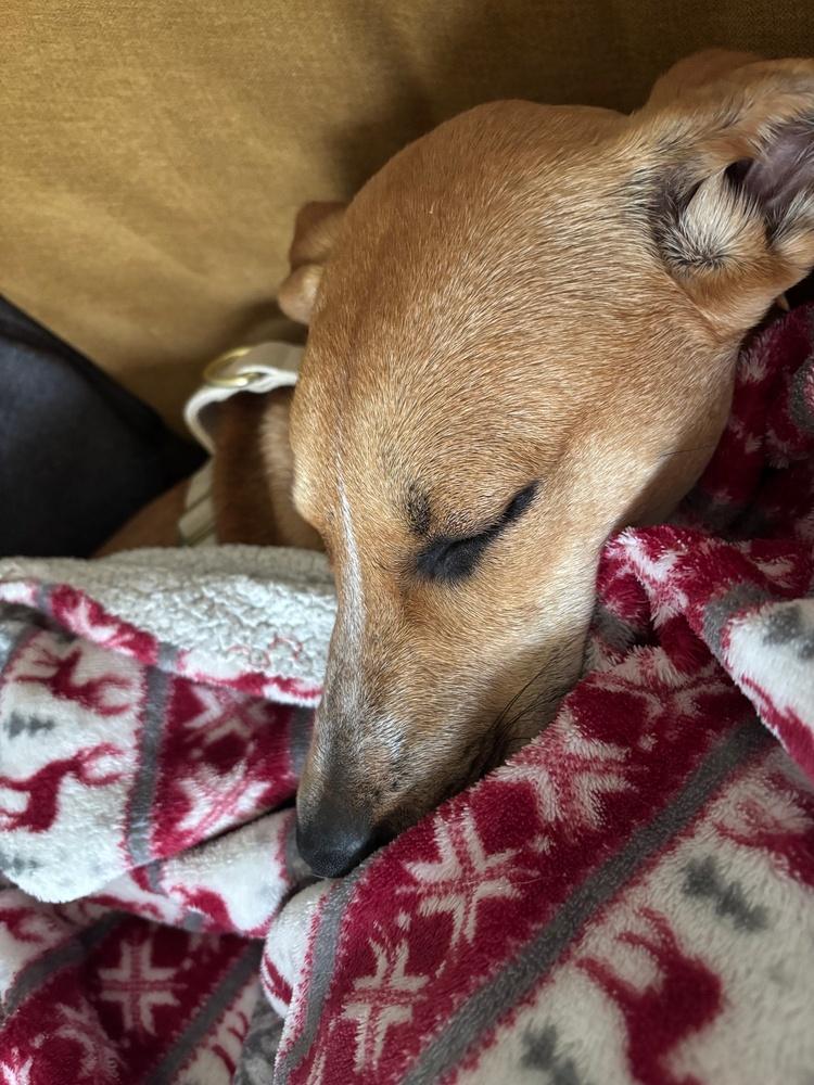 Enlarge Bridget - B litter, a Adoptable mixed breed in Lancaster, PA image 3/6