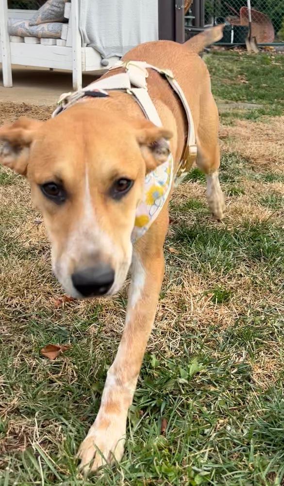 Enlarge Bridget - B litter, a Adoptable mixed breed in Lancaster, PA image 4/6