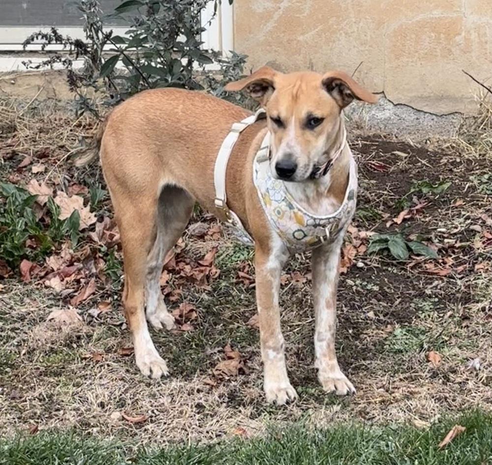 Enlarge Bridget - B litter, a Adoptable mixed breed in Lancaster, PA image 5/6