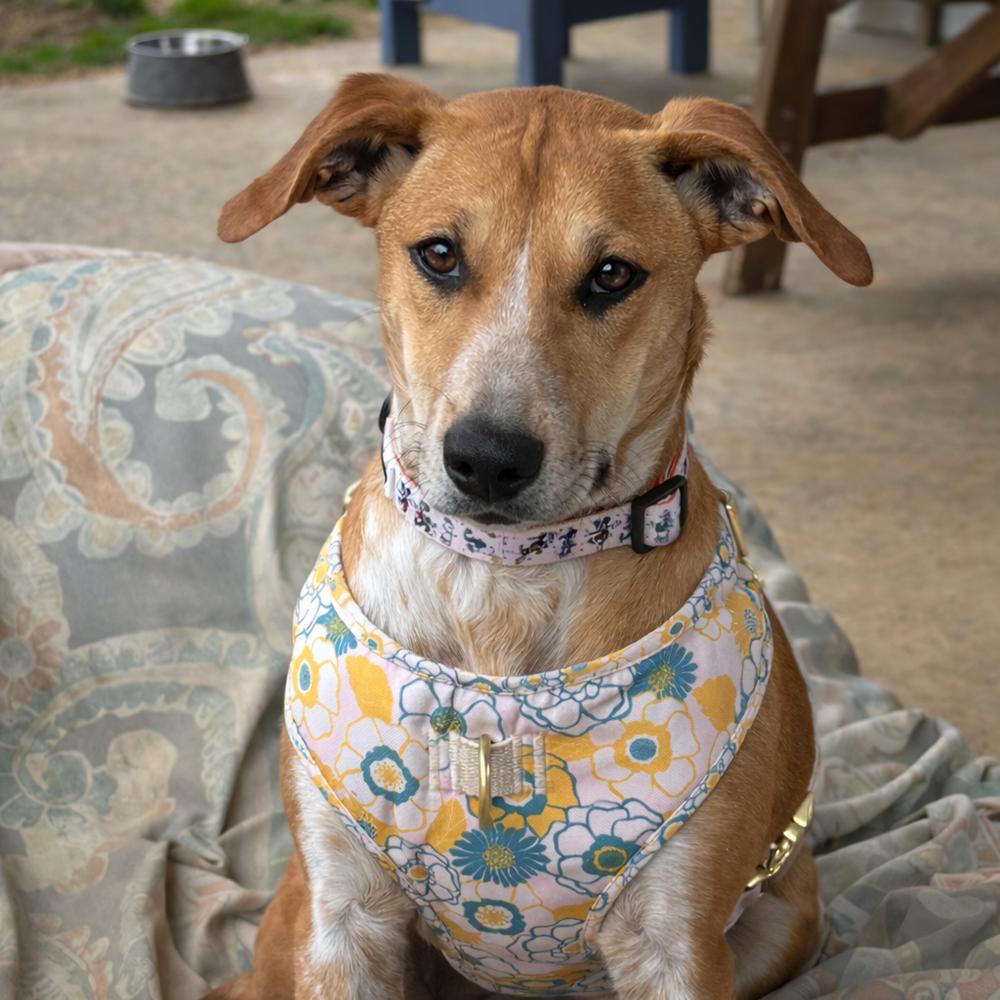 Enlarge Bridget - B litter, a Adoptable mixed breed in Lancaster, PA image 2/6