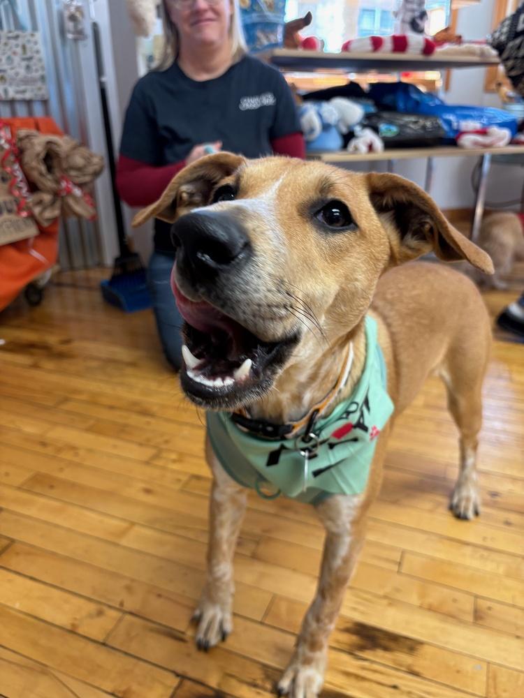 Enlarge Bridget - B litter, a Adoptable mixed breed in Lancaster, PA image 6/6