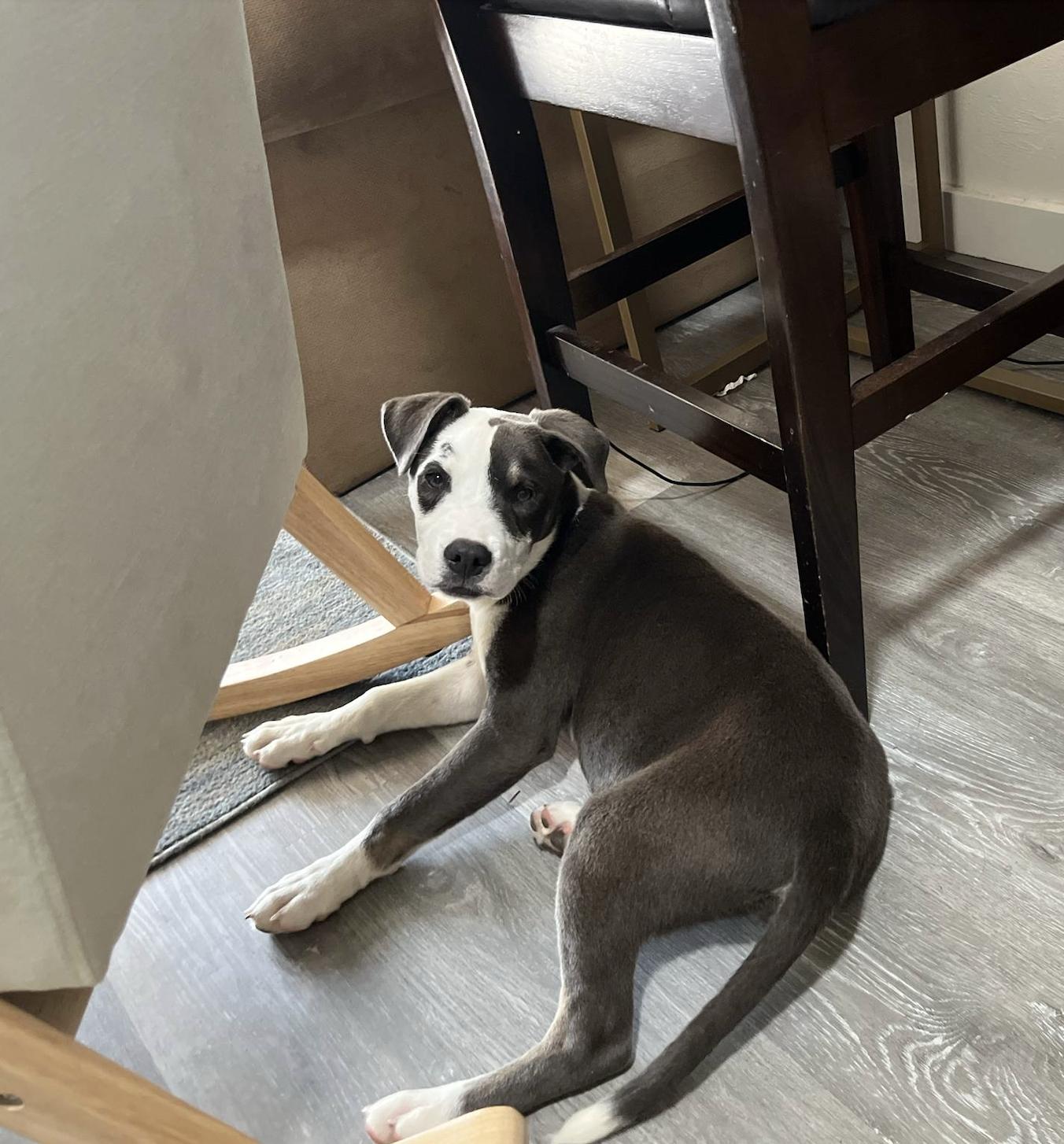 Enlarge Bongo & Bella (can be separated), a Adopted mixed breed in Tallahassee, FL image 2/3