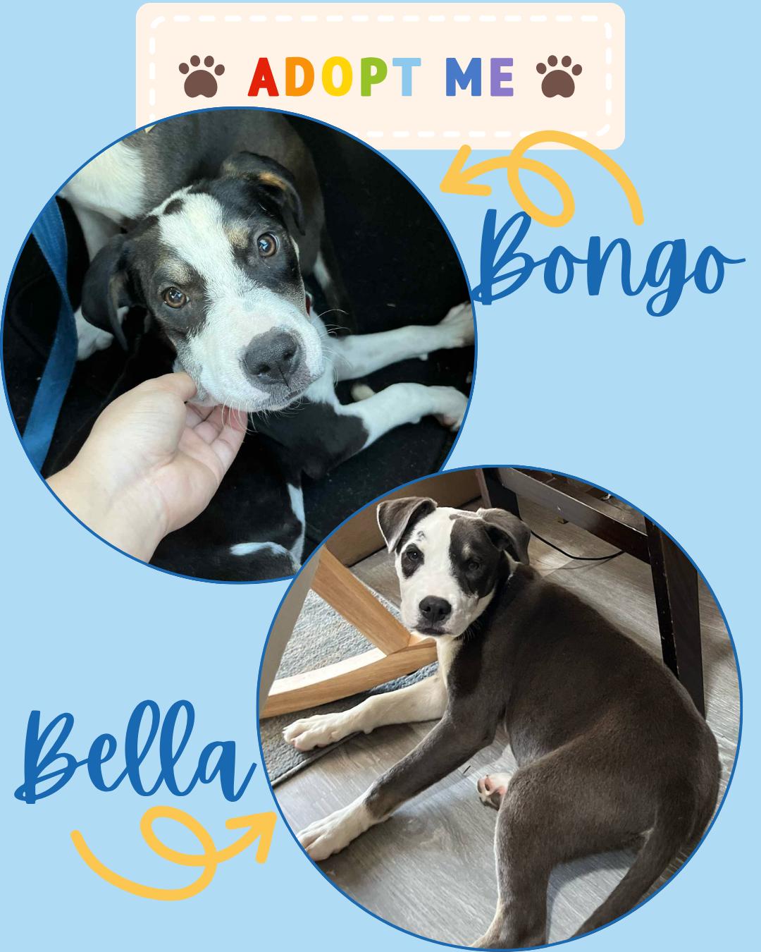 Enlarge Bongo & Bella (can be separated), a Adopted mixed breed in Tallahassee, FL image 1/3