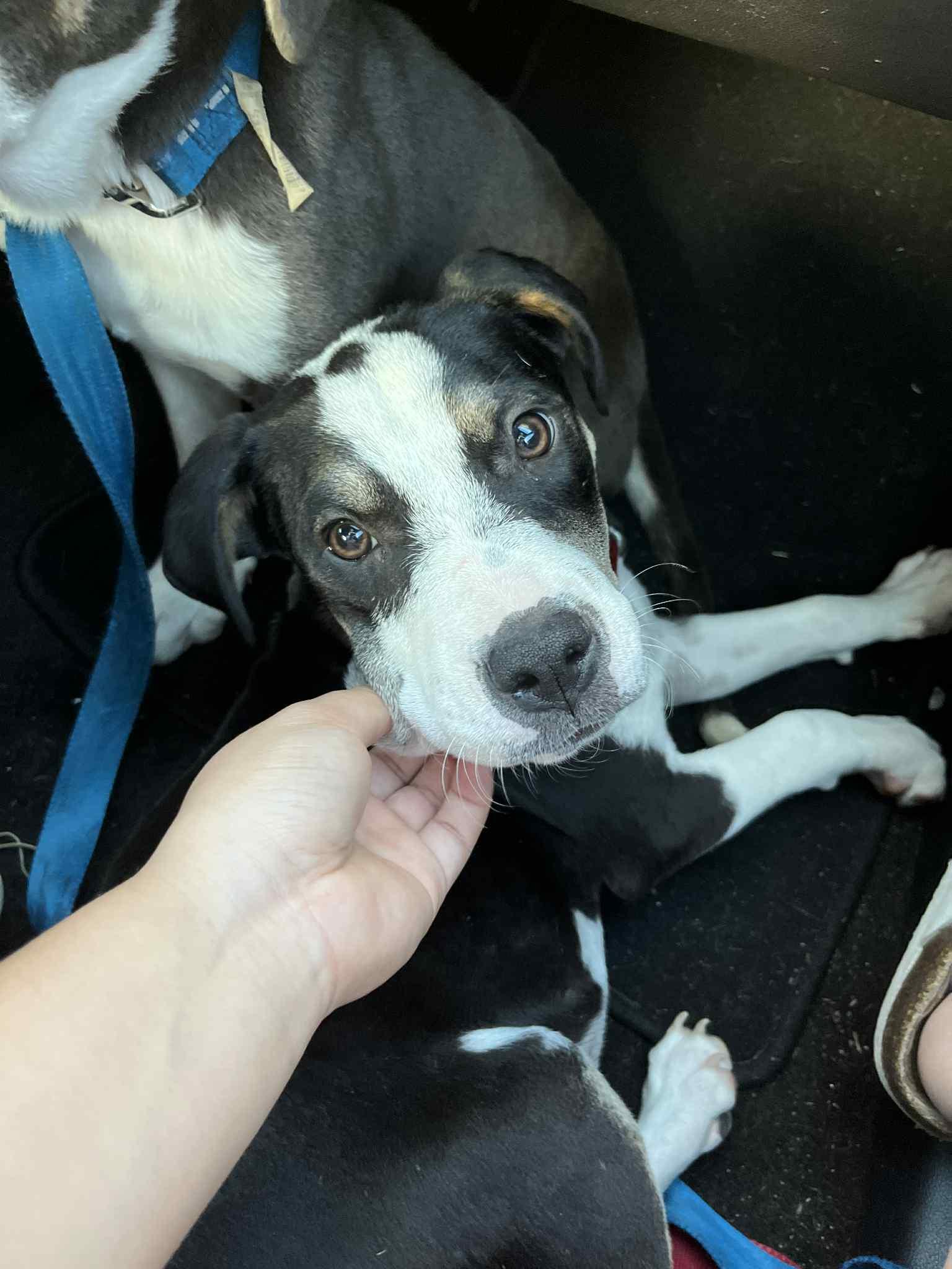 Enlarge Bongo & Bella (can be separated), a Adopted mixed breed in Tallahassee, FL image 3/3