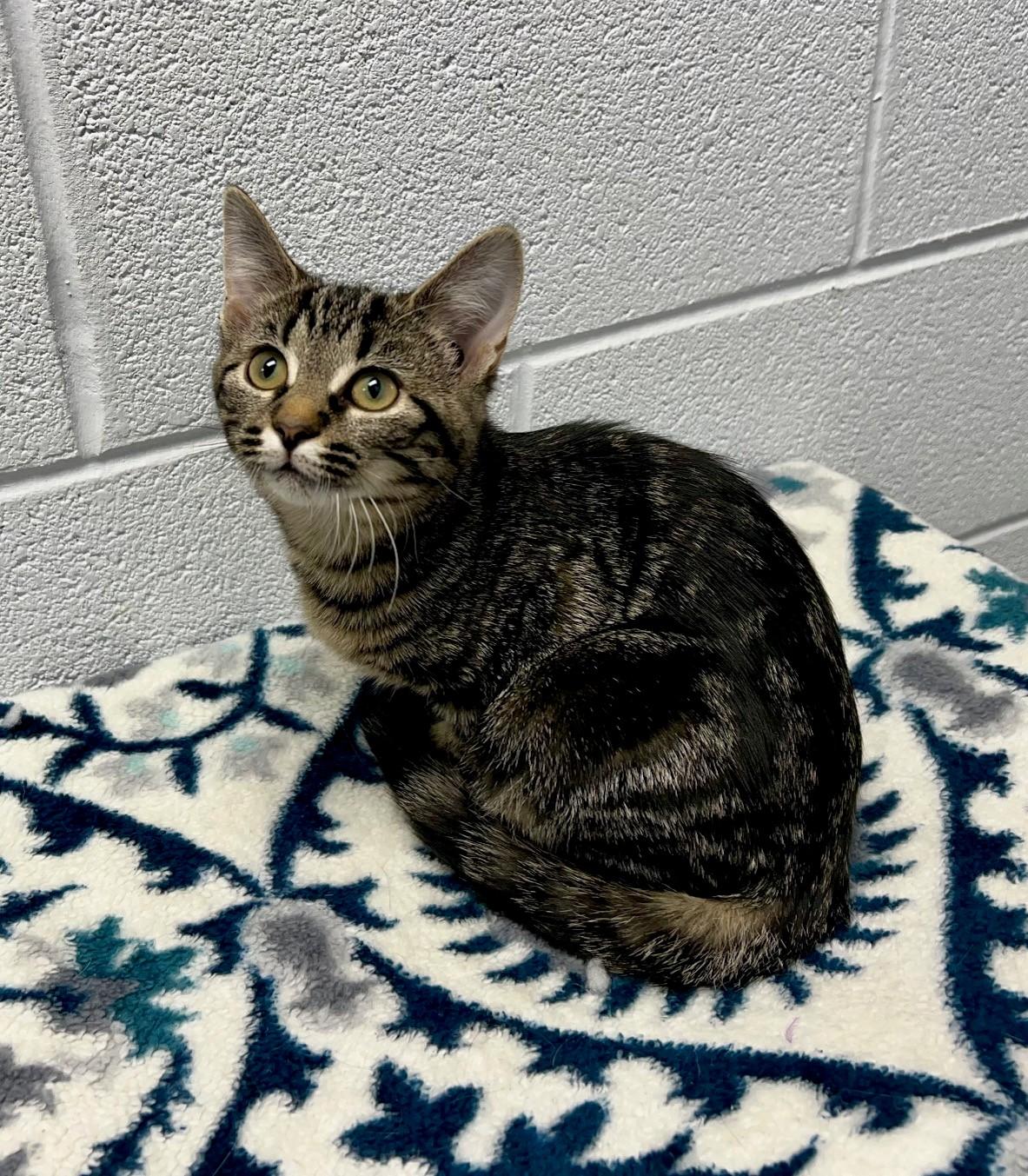 Almond, adopted, Young Female Domestic Short Hair.