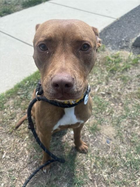 WILLOW, Adoptable, Adult Female Pit Bull Terrier.