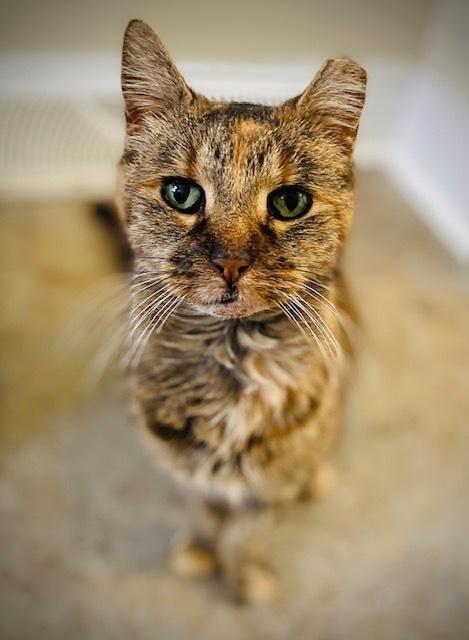 Jodi, a Adoptable Domestic Short Hair in Duxbury, MA image 1/3