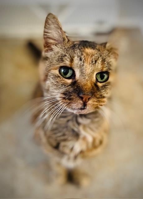 Jodi, a Adoptable Domestic Short Hair in Duxbury, MA image 2/3