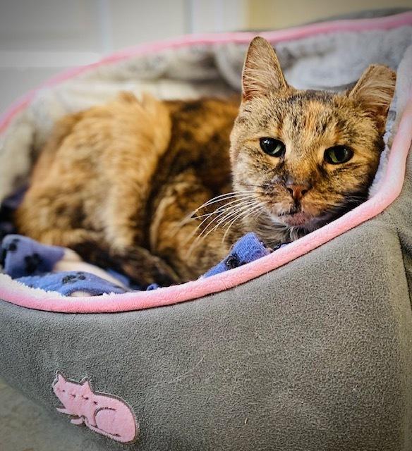 Jodi, a Adoptable Domestic Short Hair in Duxbury, MA image 3/3