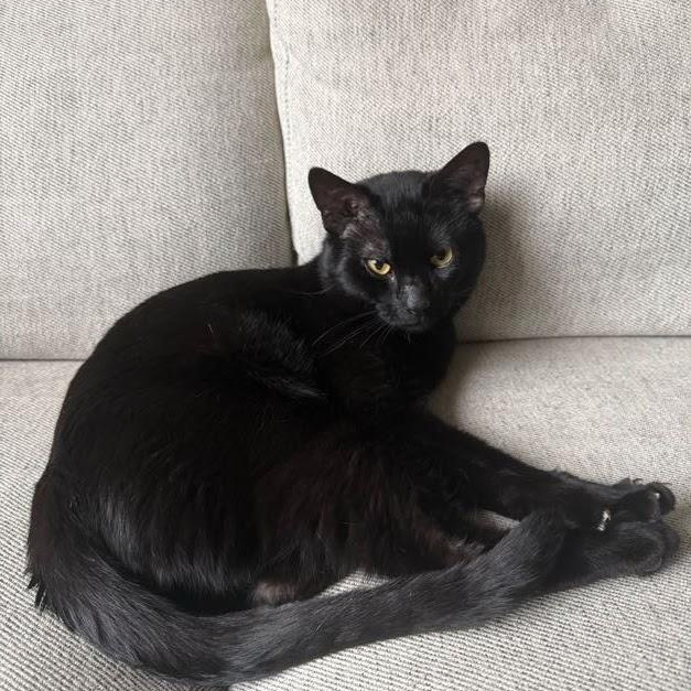 Enlarge Maytag, a Adoptable American Shorthair in brooklyn, NY image 3/6