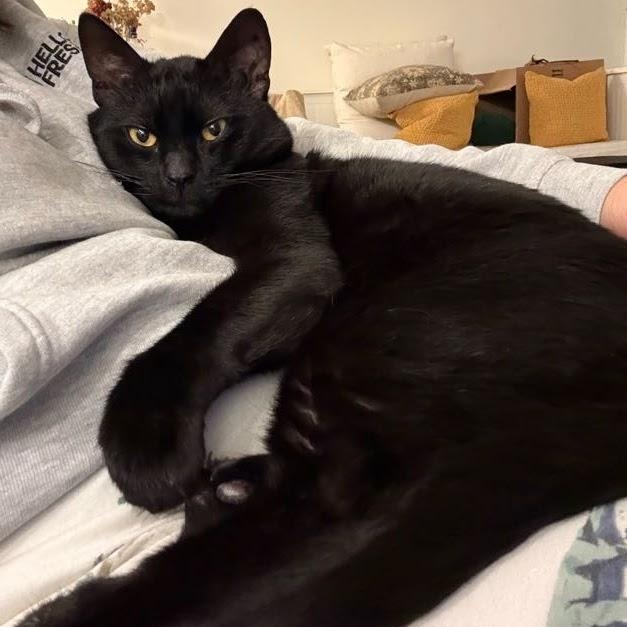 Enlarge Maytag, a Adoptable American Shorthair in brooklyn, NY image 2/6
