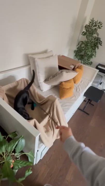 Enlarge Maytag, a Adoptable American Shorthair in brooklyn, NY video 5/6