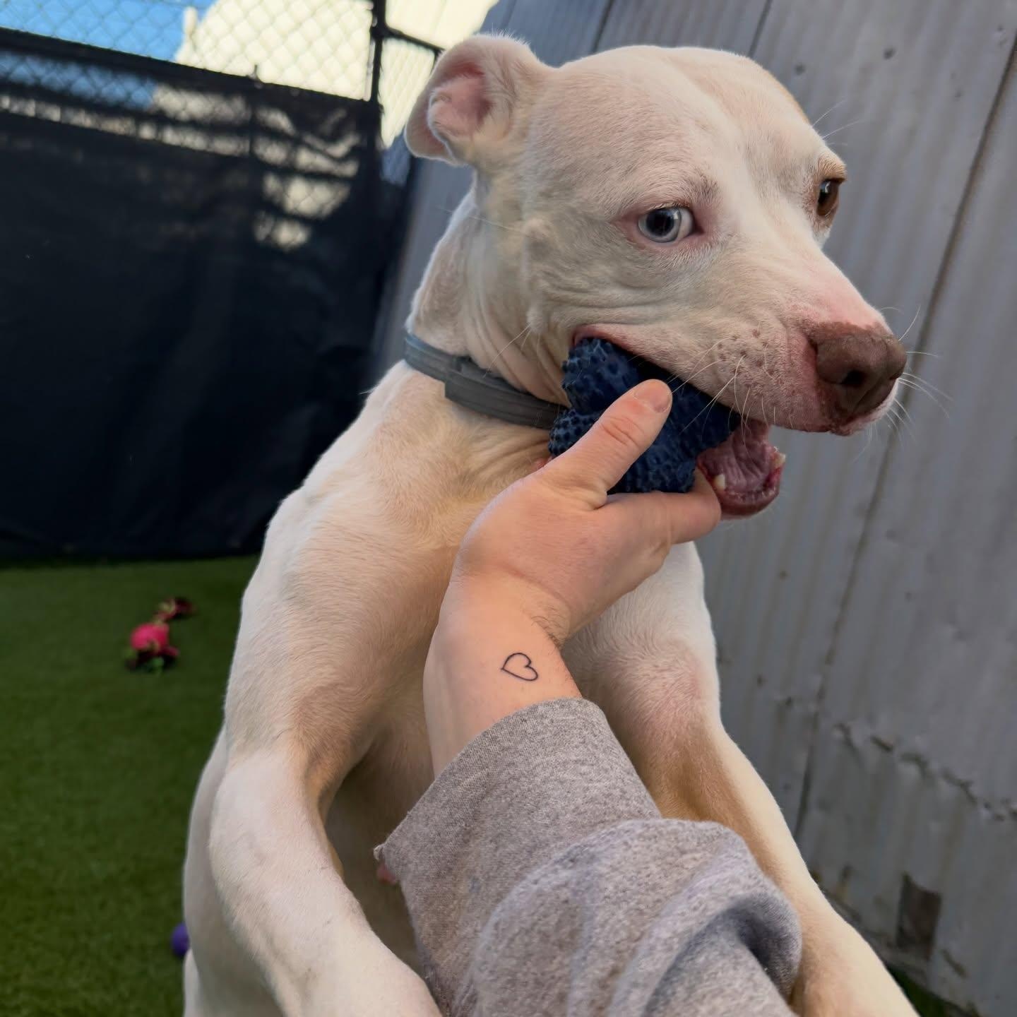 Enlarge Wendy, a ADOPTABLE mixed breed in Birmingham, AL image 4/6