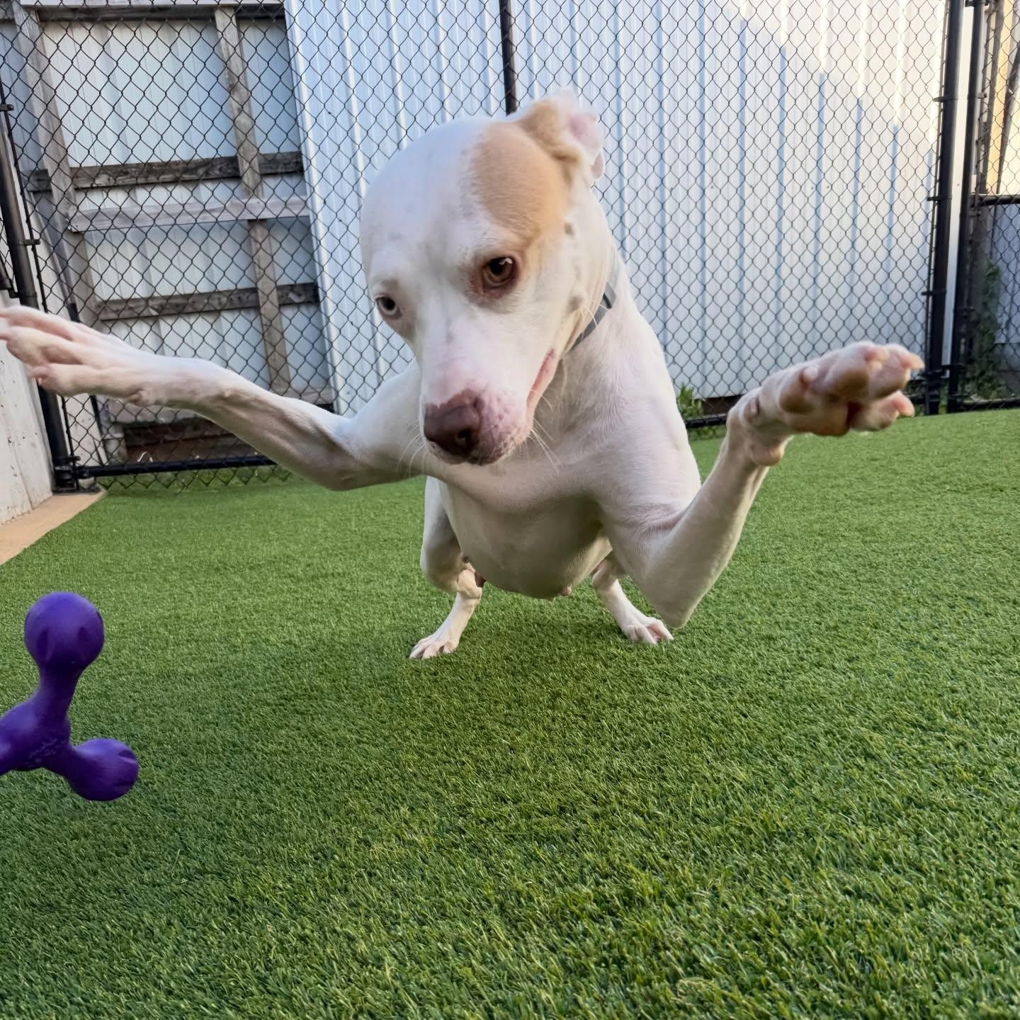 Enlarge Wendy, a ADOPTABLE mixed breed in Birmingham, AL image 6/6