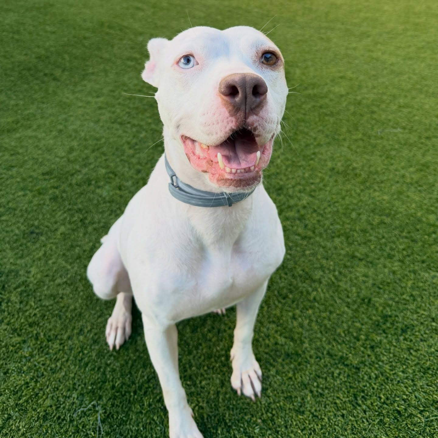 Enlarge Wendy, a ADOPTABLE mixed breed in Birmingham, AL image 2/6