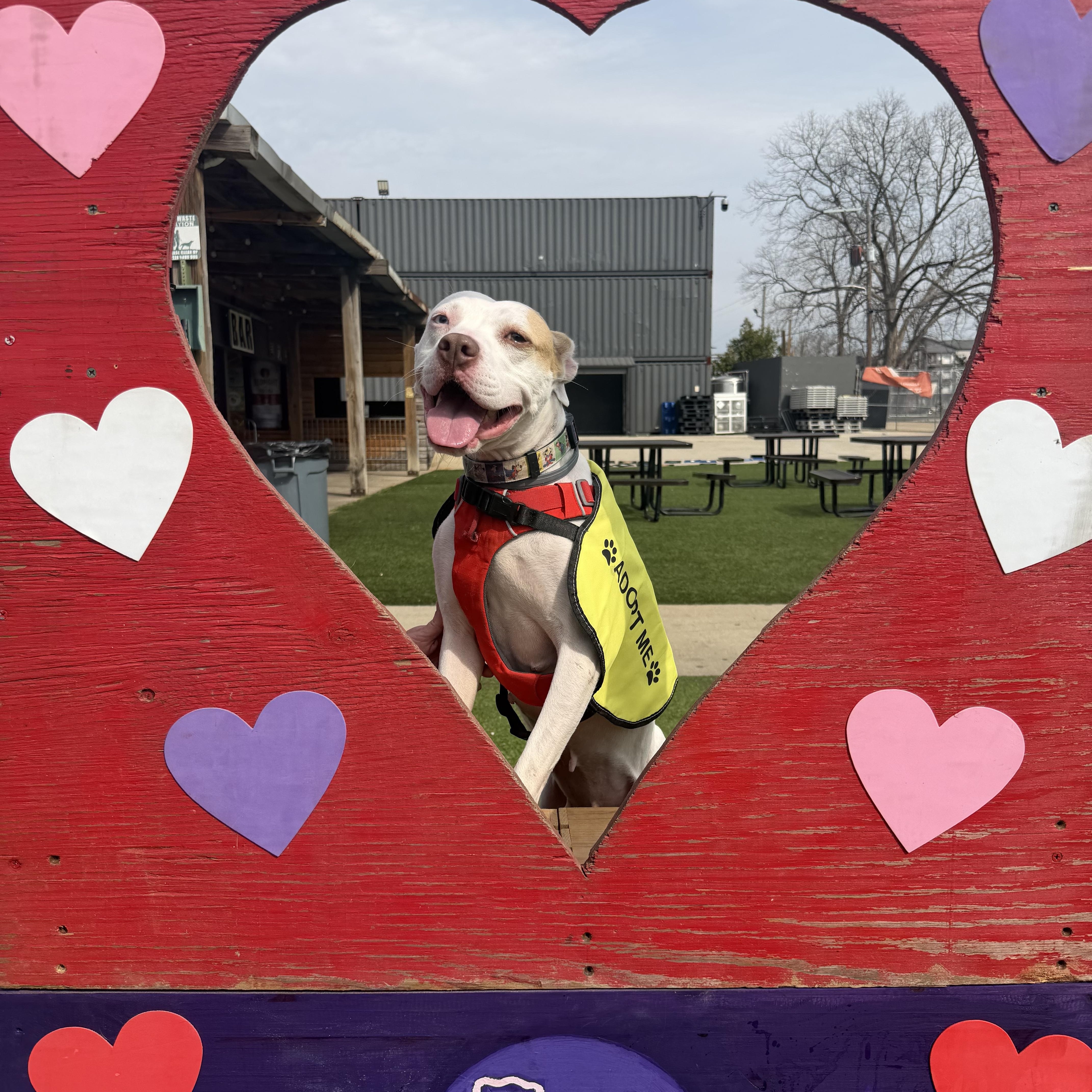 Wendy, ADOPTABLE, Young Female Pit Bull Terrier.