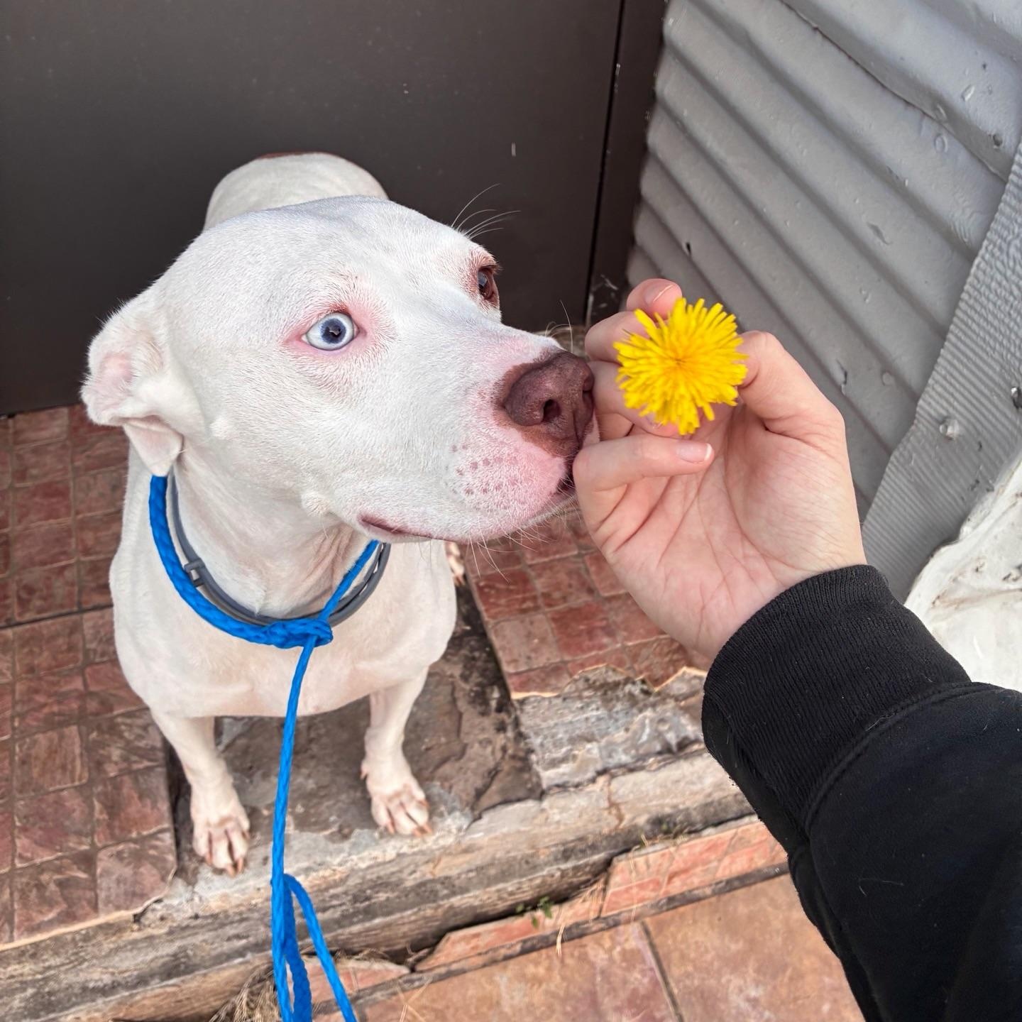 Enlarge Wendy, a ADOPTABLE mixed breed in Birmingham, AL image 3/6