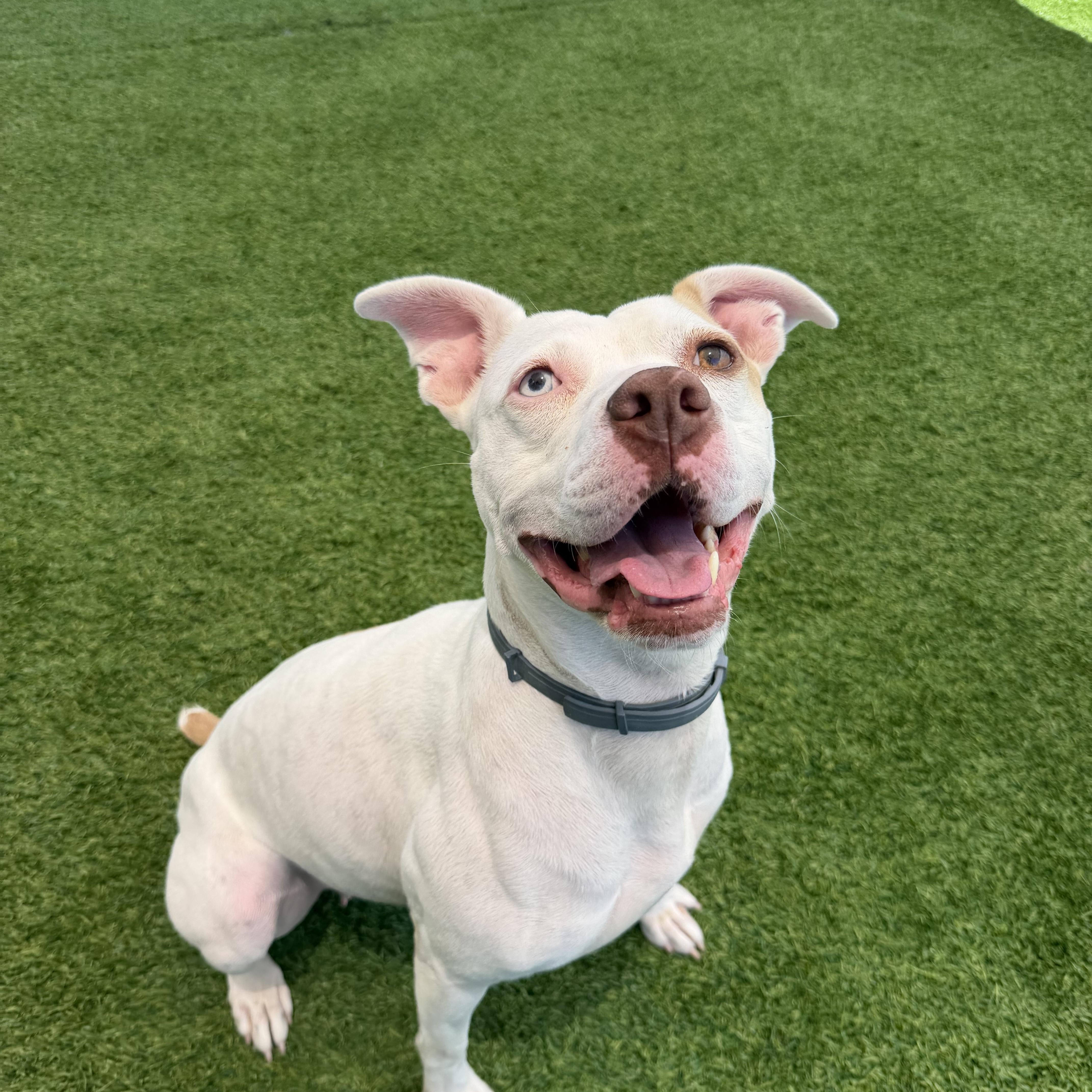Wendy, a ADOPTABLE mixed breed in Birmingham, AL image 2/4