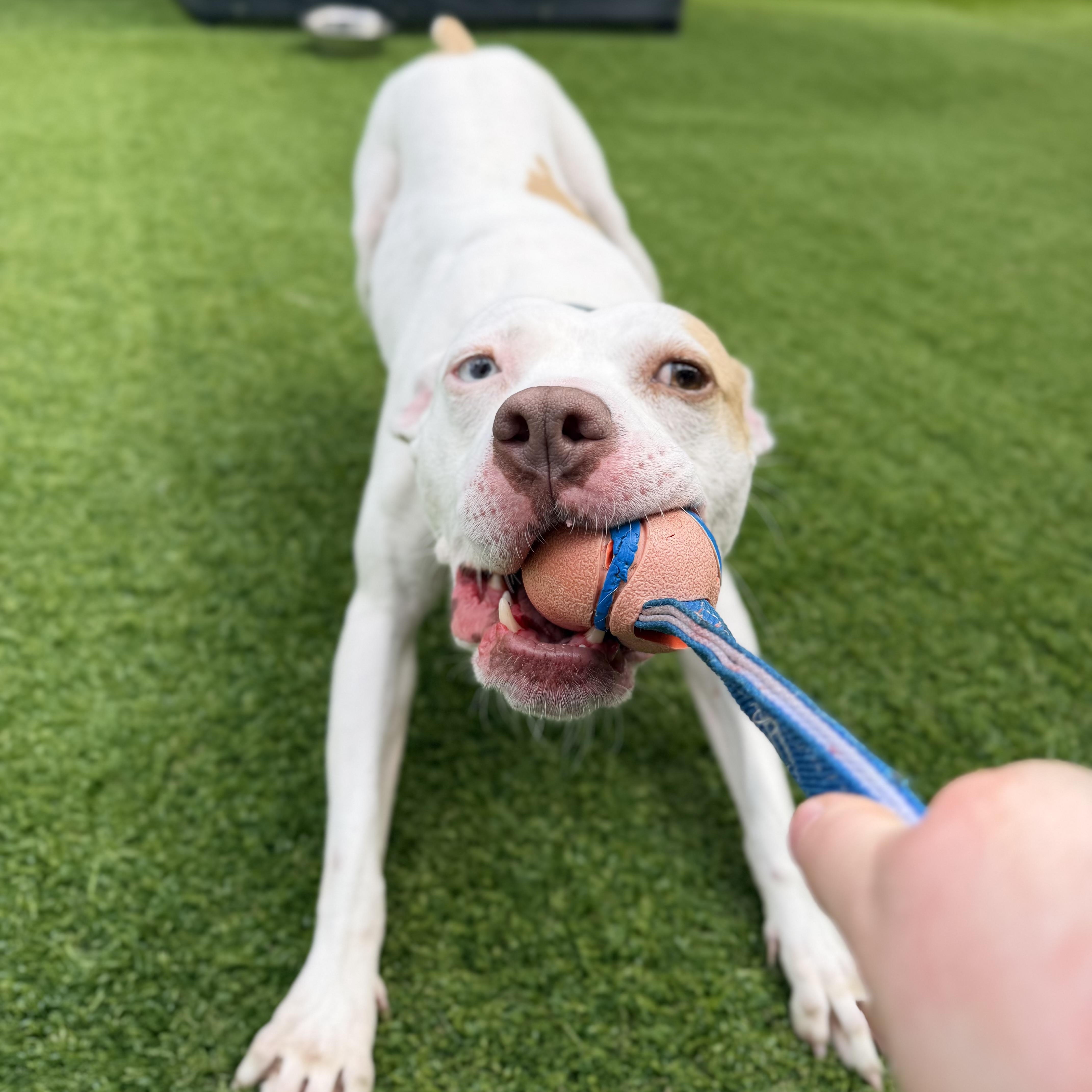 Wendy, a ADOPTABLE mixed breed in Birmingham, AL image 3/4