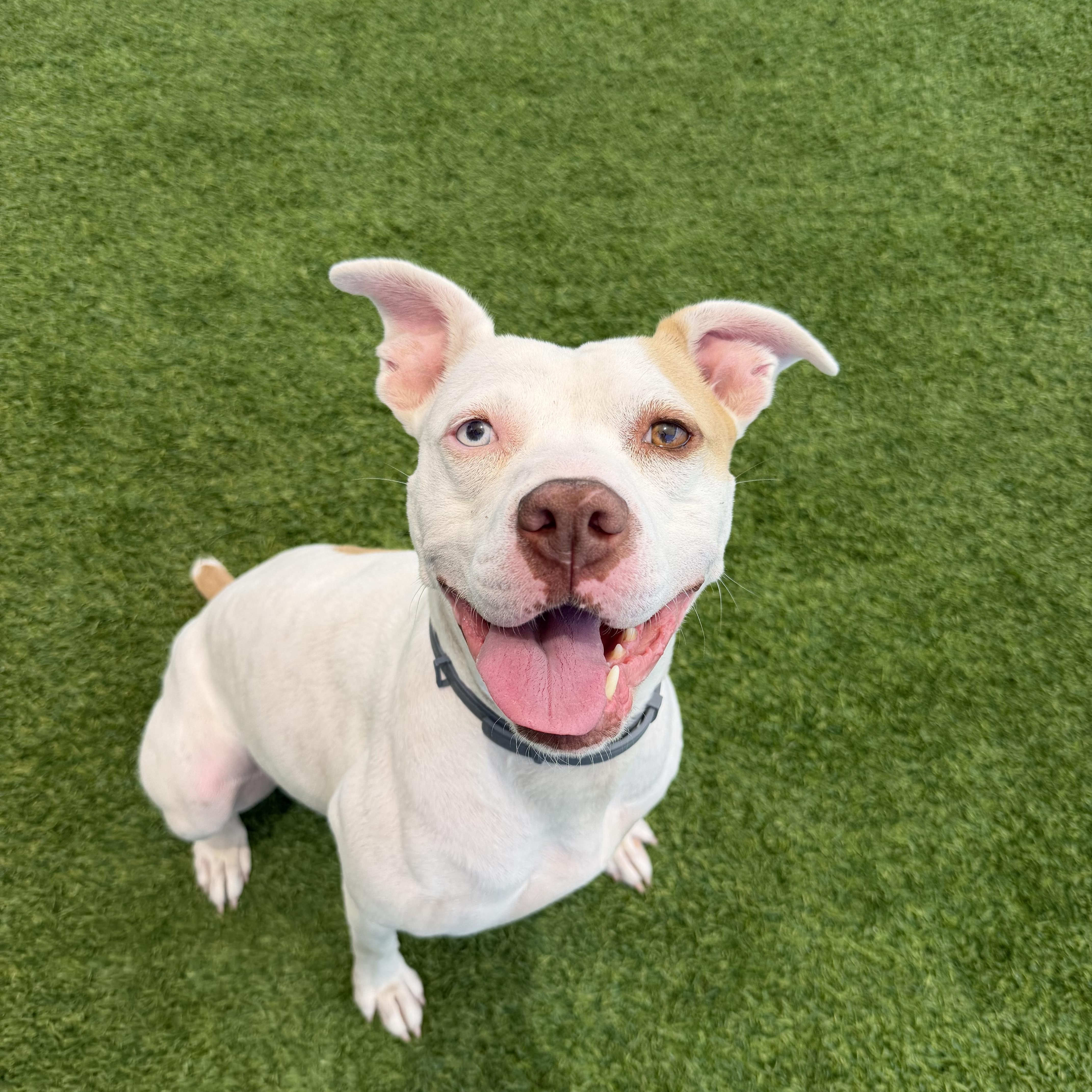 Wendy, a ADOPTABLE mixed breed in Birmingham, AL image 4/4
