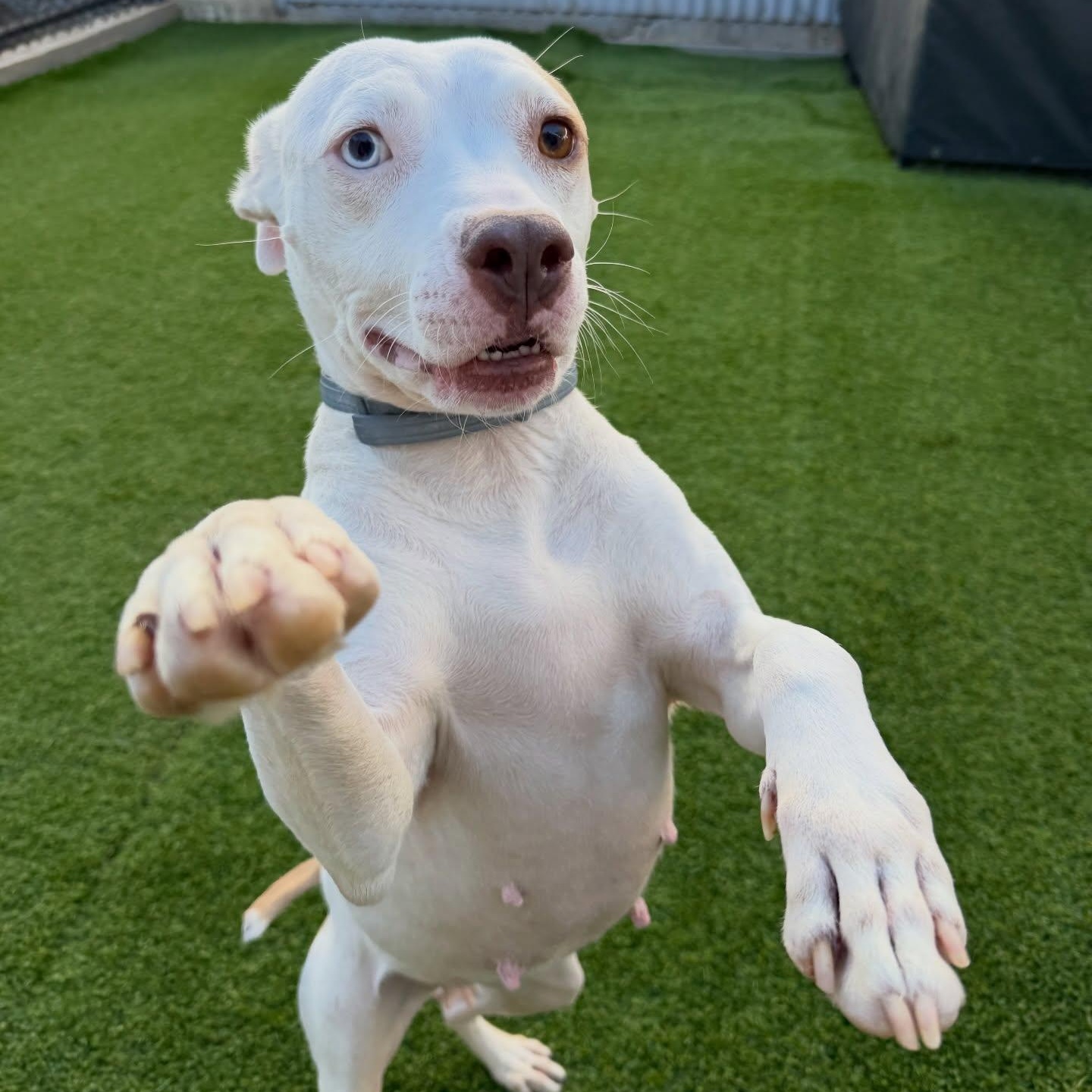 Wendy, ADOPTABLE, Young Female Pit Bull Terrier.