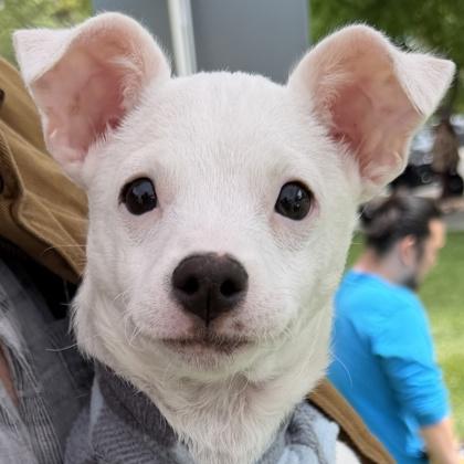 Def Leppard, Adoptable, Puppy Female Mixed Breed & Mixed Breed.