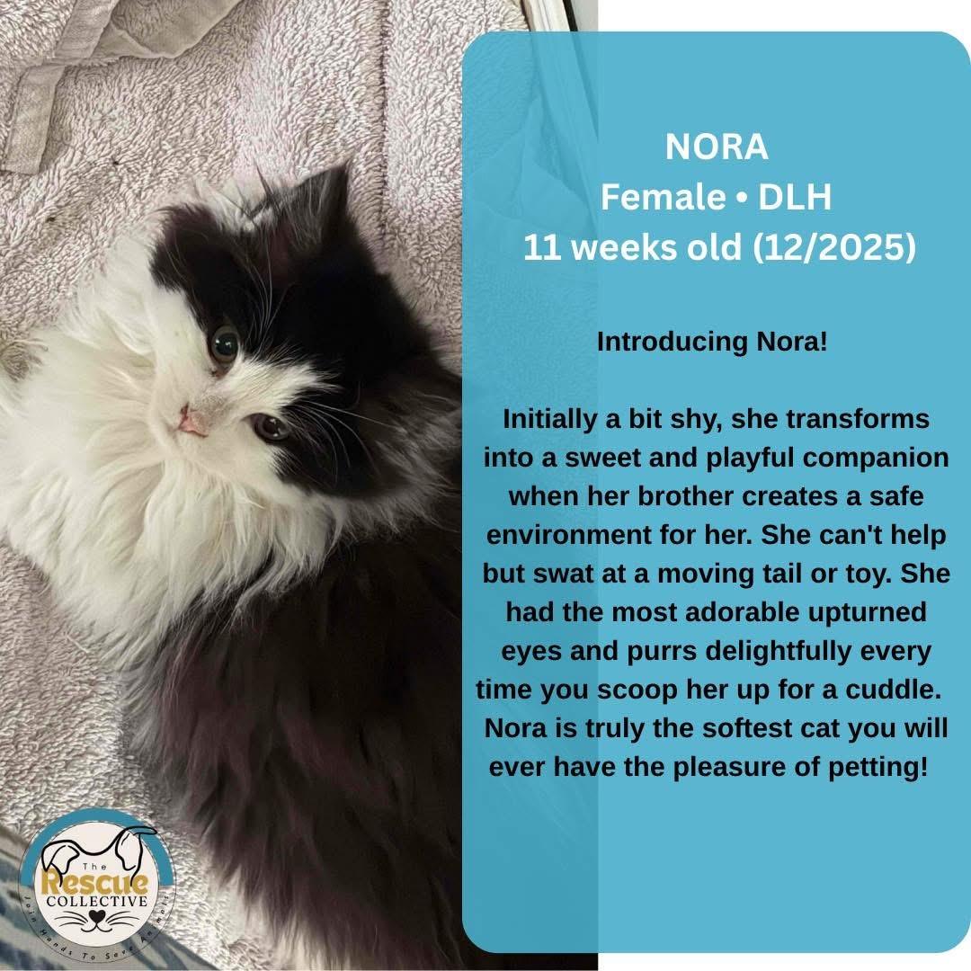 Enlarge Nora, a ADOPTABLE Domestic Long Hair in Clive, AB image 1/1