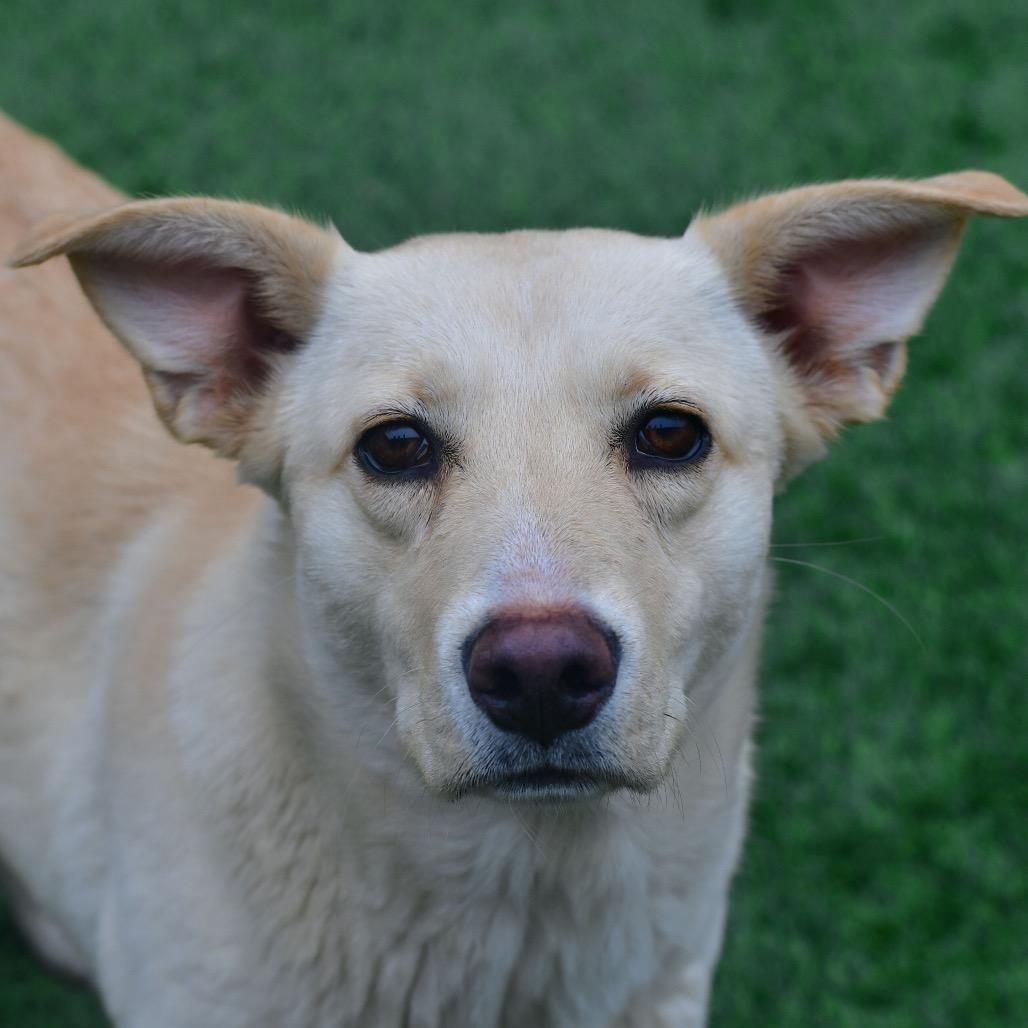 Dumpling, Adoptable, Adult Female Mixed Breed.