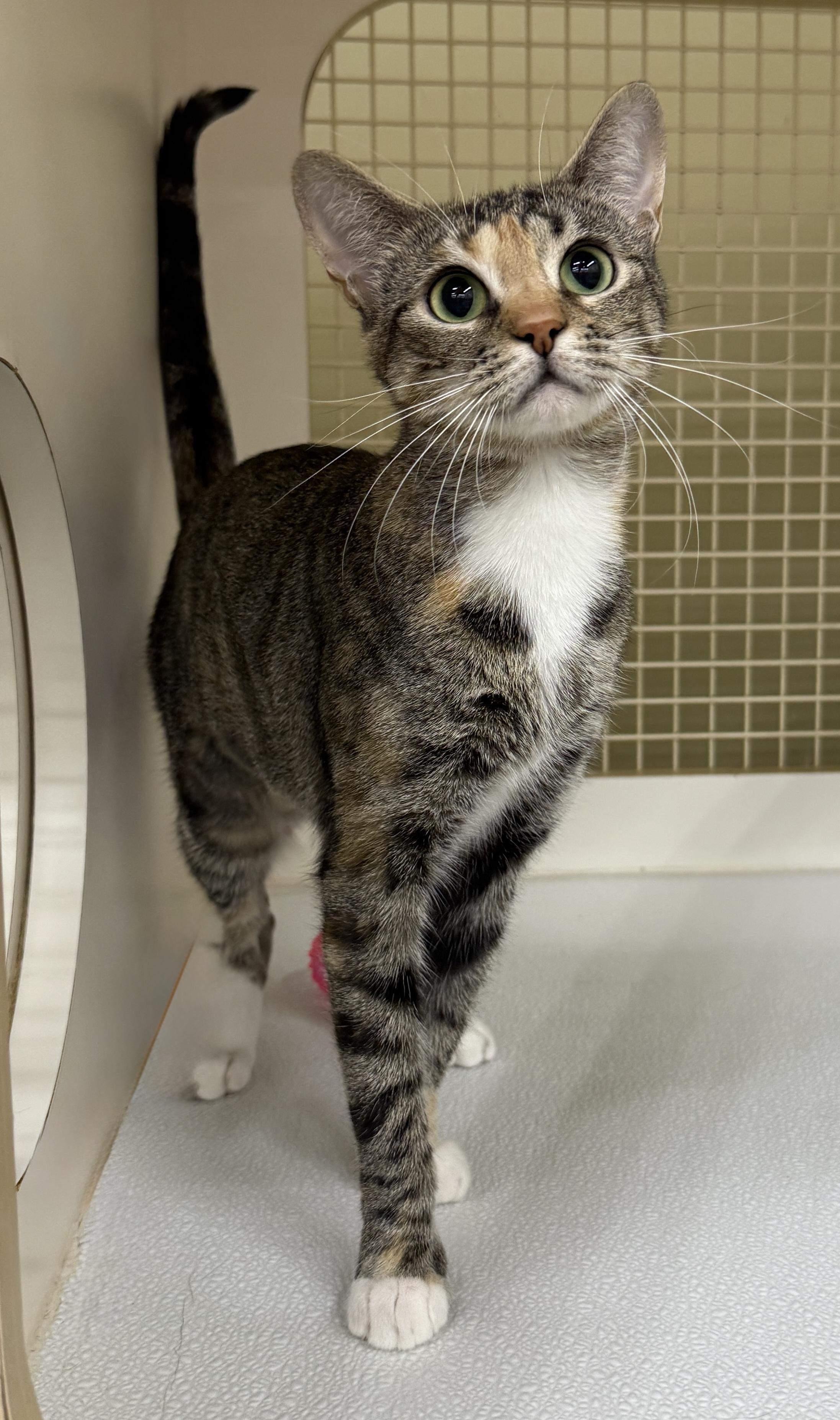 Lila, a Adoptable Domestic Short Hair in Pawleys Island, SC image 3/3