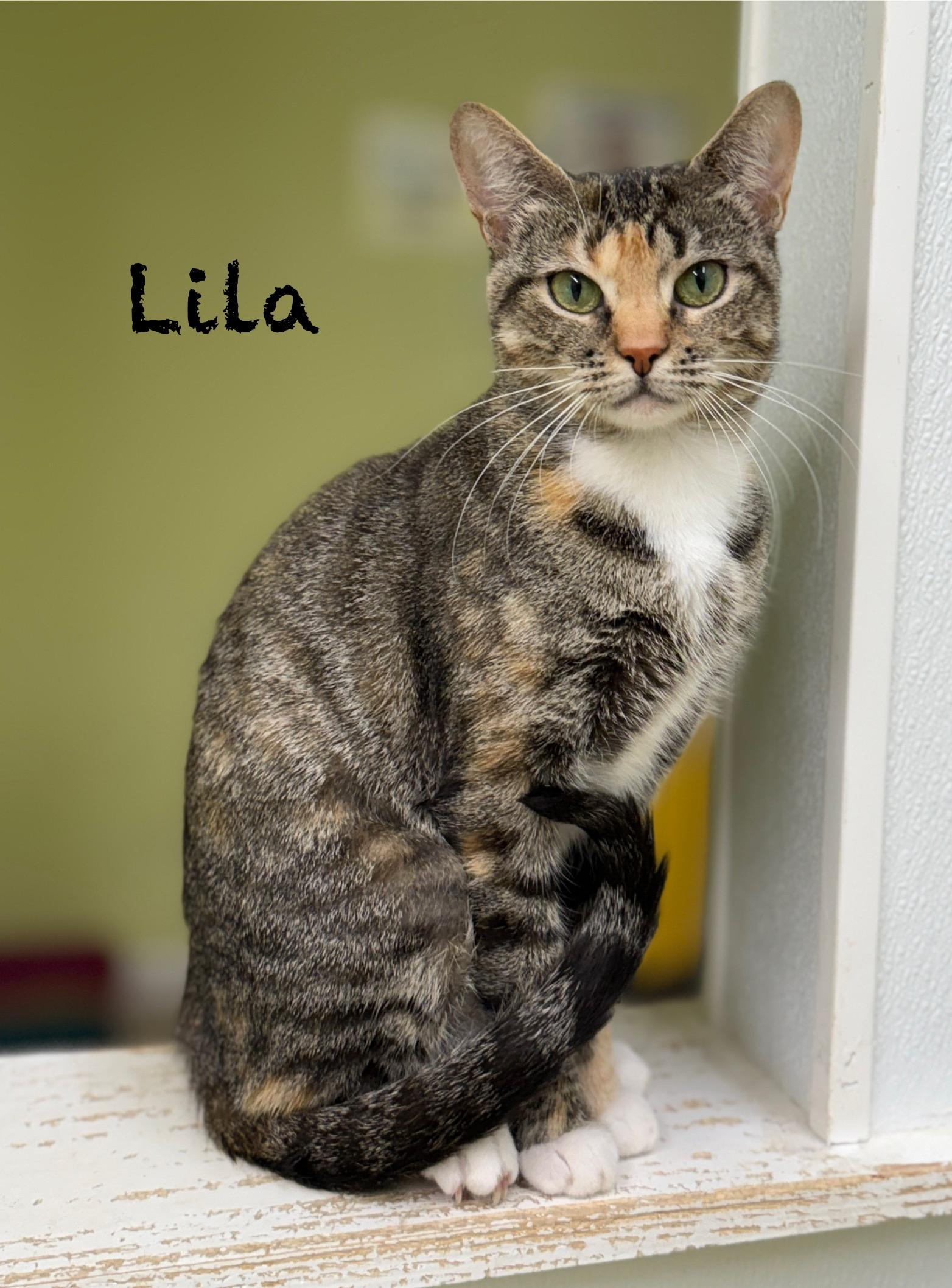 Lila, a Adoptable Domestic Short Hair in Pawleys Island, SC image 1/3