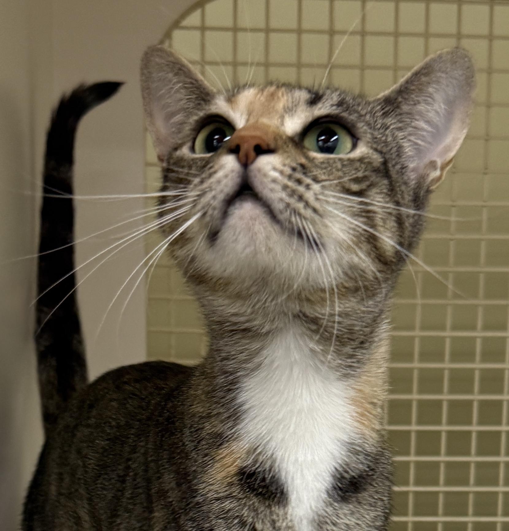 Lila, a Adoptable Domestic Short Hair in Pawleys Island, SC image 2/3