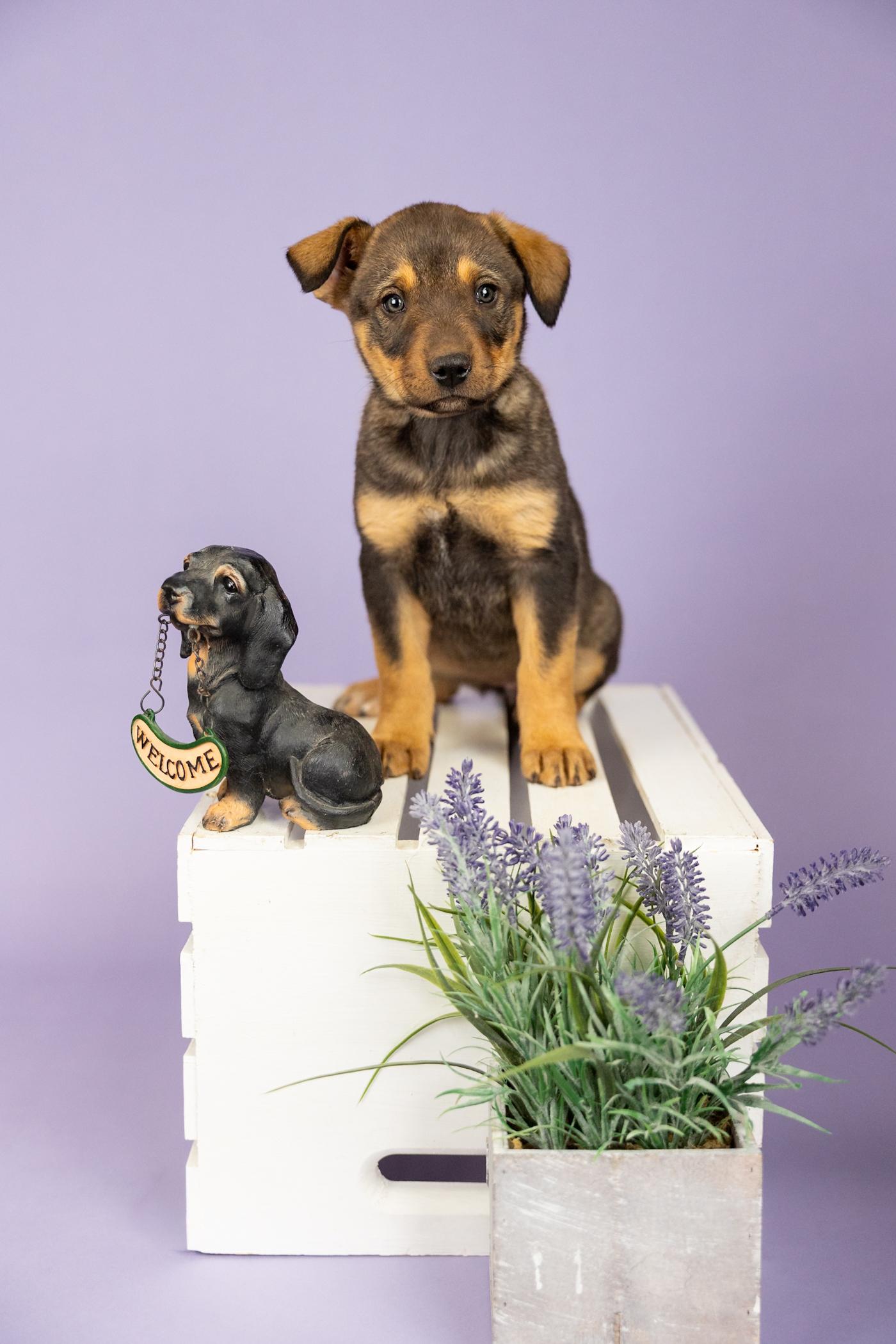 385-26, ADOPTABLE, Puppy Female Shepherd.