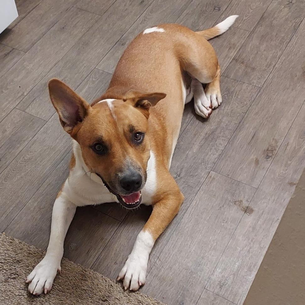 Chickpea, Adoptable, Adult Male Mixed Breed.