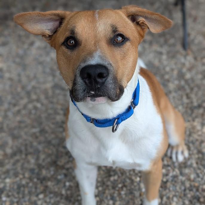 Enlarge Chickpea, a Adoptable Mixed Breed in West Olive, MI image 2/6