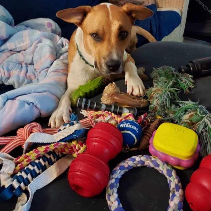 Enlarge Chickpea, a Adoptable Mixed Breed in West Olive, MI image 3/6