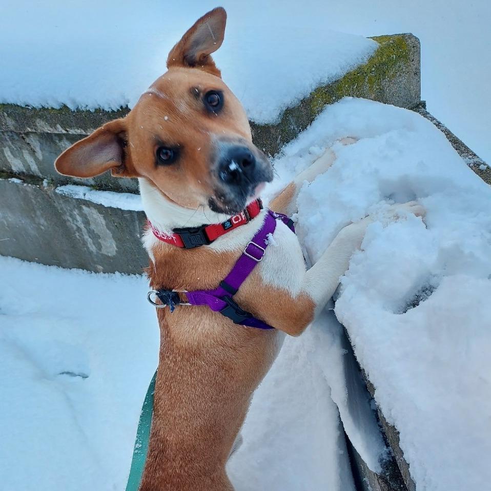 Enlarge Chickpea, a Adoptable Mixed Breed in West Olive, MI image 4/6