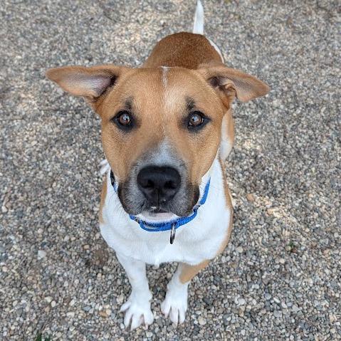 Enlarge Chickpea, a Adoptable Mixed Breed in West Olive, MI image 5/6