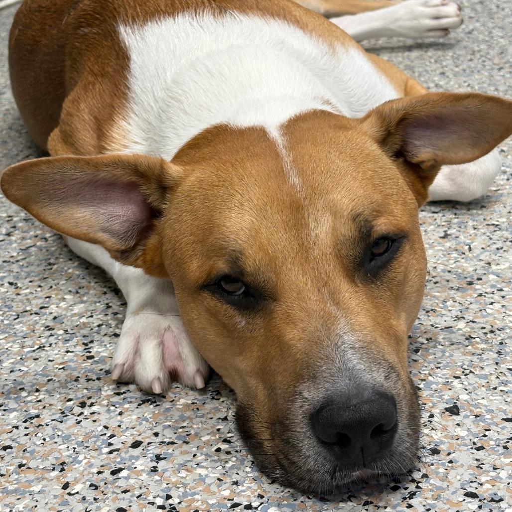 Enlarge Chickpea, a Adoptable Mixed Breed in West Olive, MI image 6/6