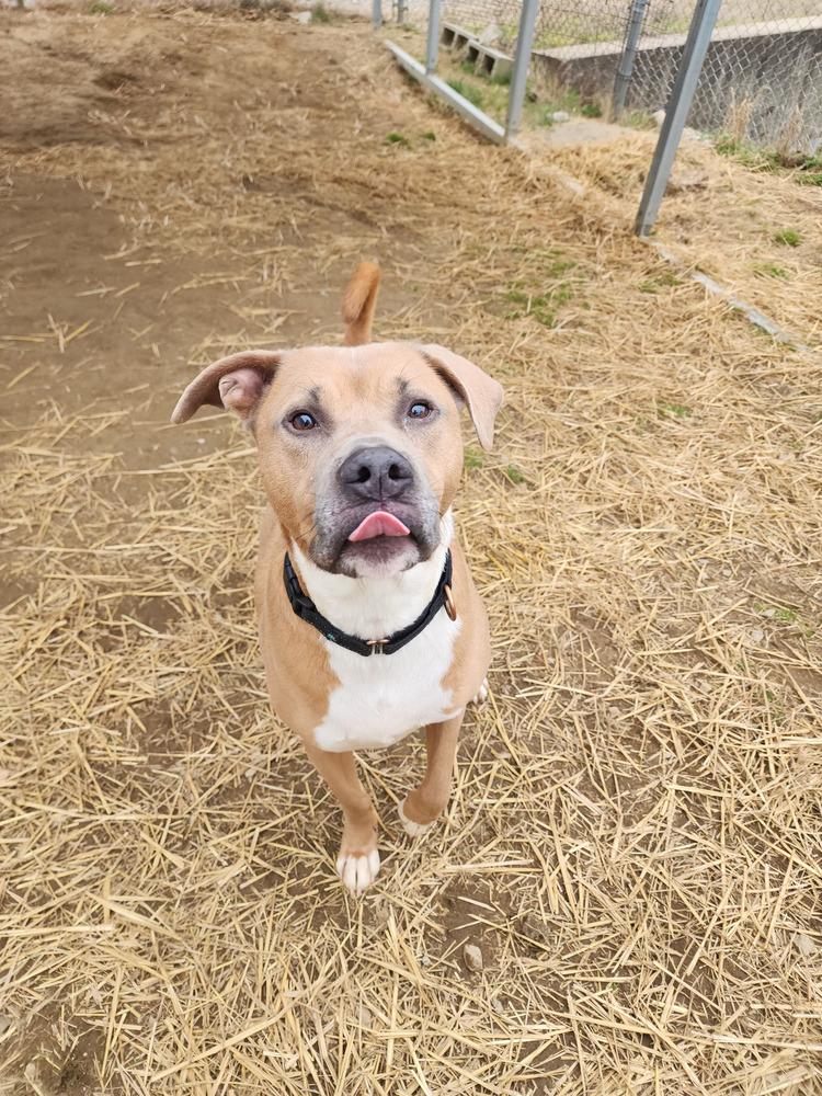 Enlarge Jax, a Adoptable mixed breed in Evansville, IN image 1/6