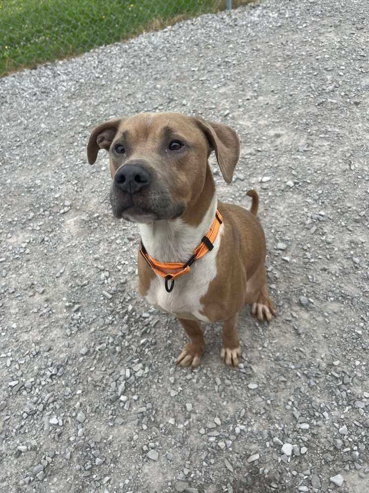 Enlarge Jax, a Adoptable mixed breed in Evansville, IN image 2/6