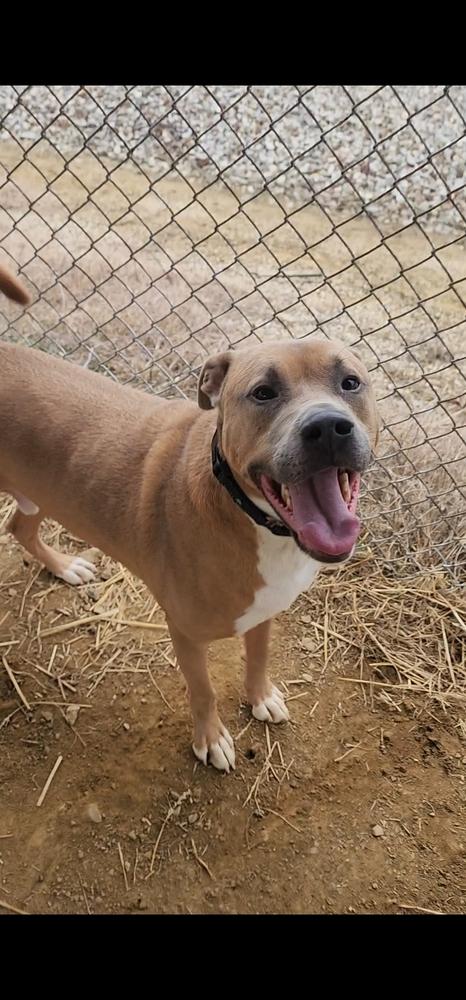 Enlarge Jax, a Adoptable mixed breed in Evansville, IN image 3/6