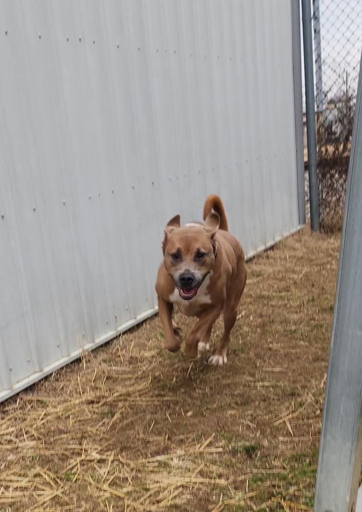 Enlarge Jax, a Adoptable mixed breed in Evansville, IN image 4/6