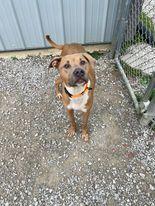 Enlarge Jax, a Adoptable mixed breed in Evansville, IN image 5/6