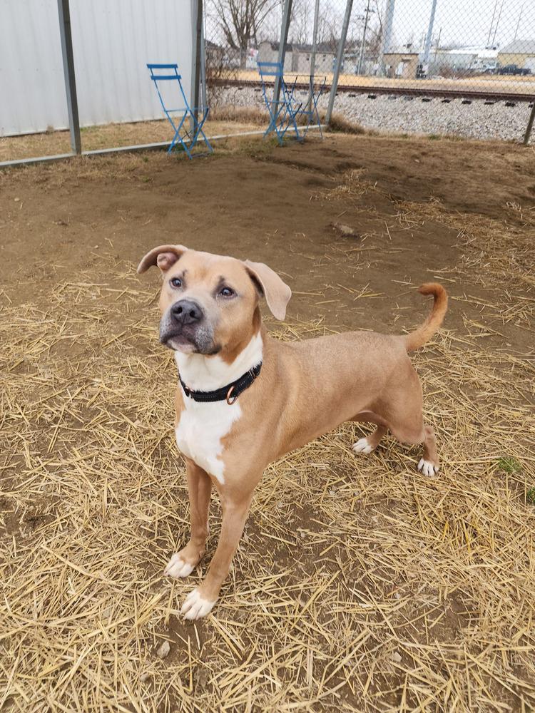 Enlarge Jax, a Adoptable mixed breed in Evansville, IN image 6/6