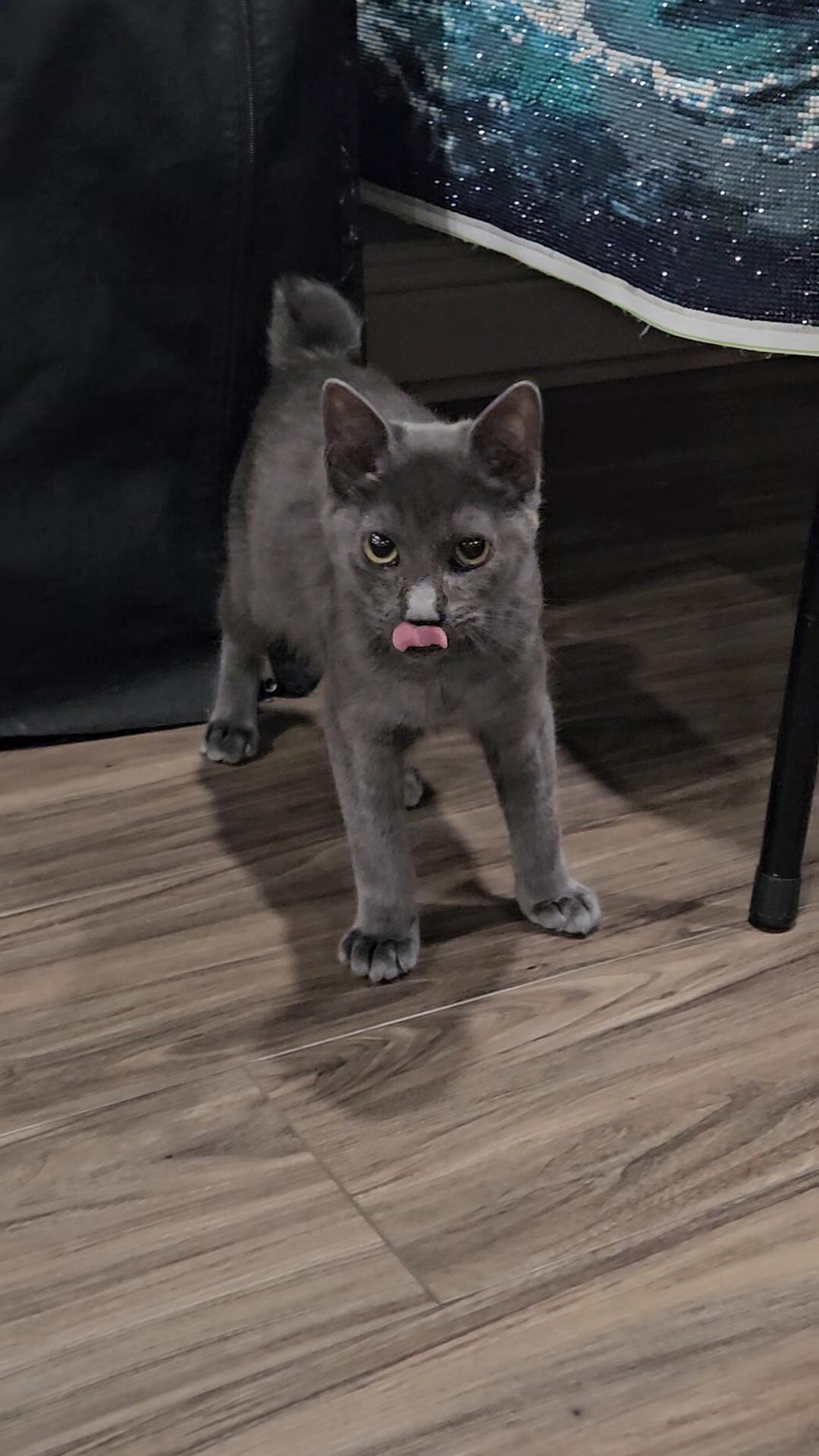 Neo, adopted, Kitten Male Manx.