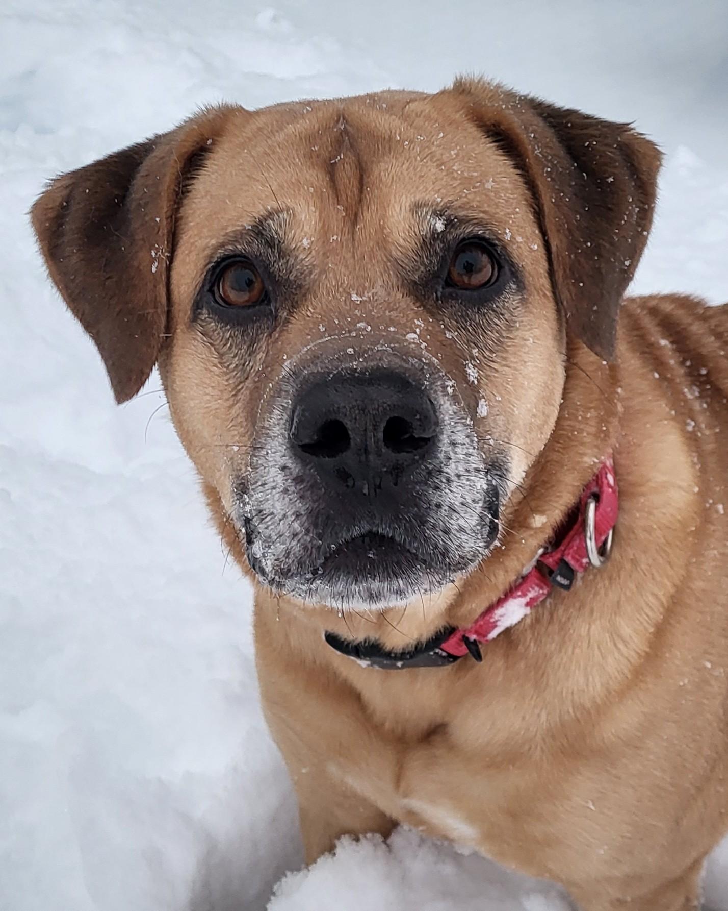 I-L-Y, an adoptable mixed breed in Grayslake, IL image 2/6