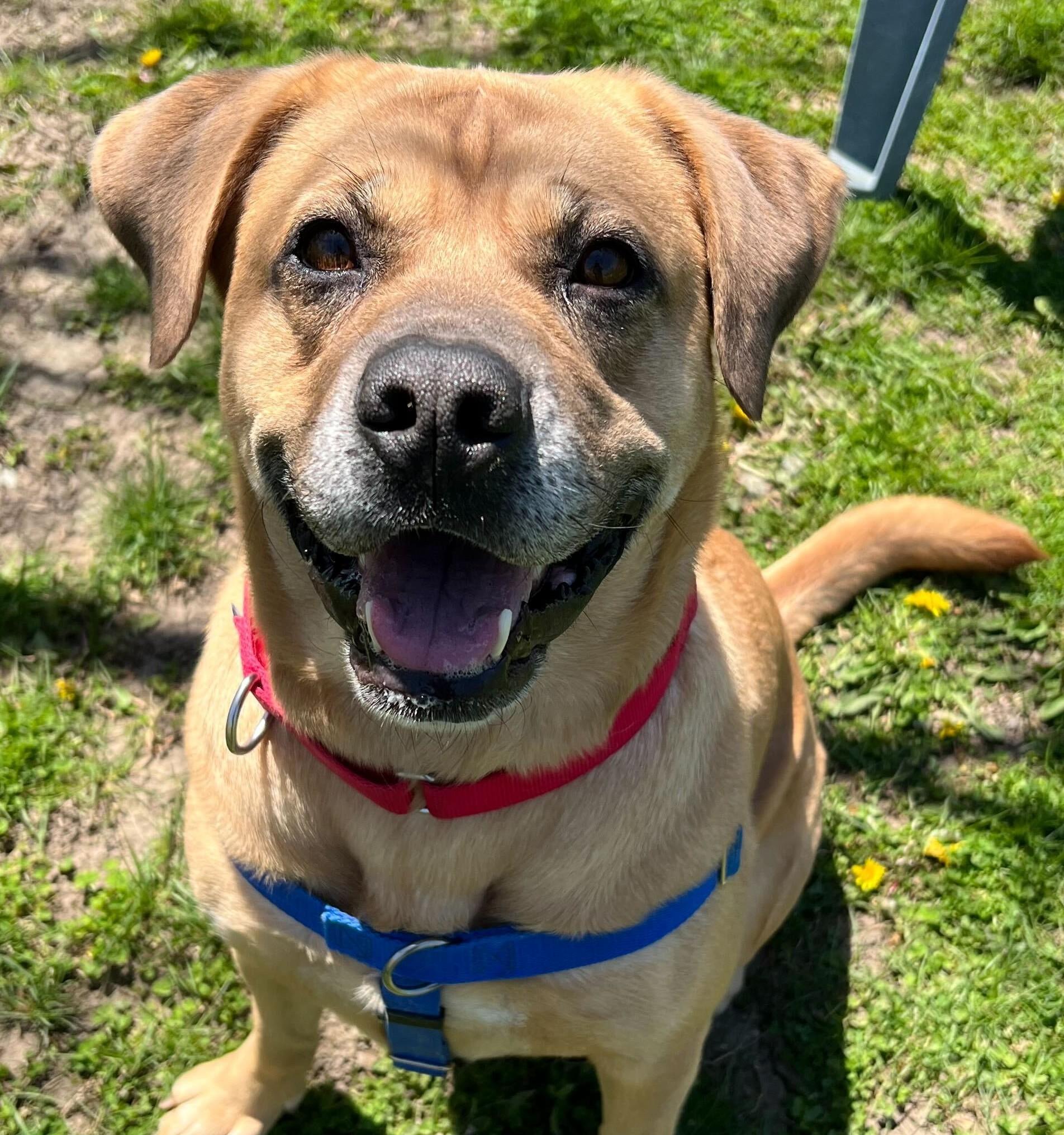 I-L-Y, an adoptable mixed breed in Grayslake, IL image 6/6