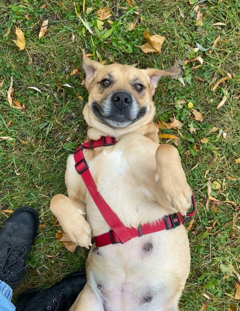 I-L-Y, an adoptable mixed breed in Grayslake, IL image 4/6